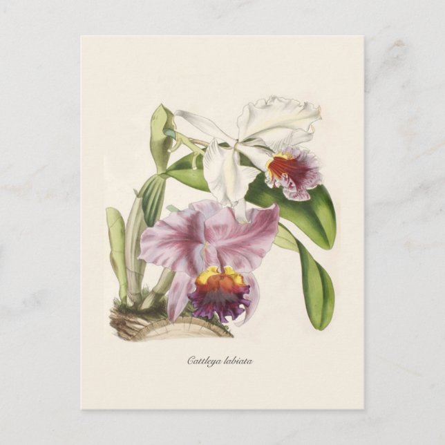 Cattleya labiata postkarte (Vorderseite)