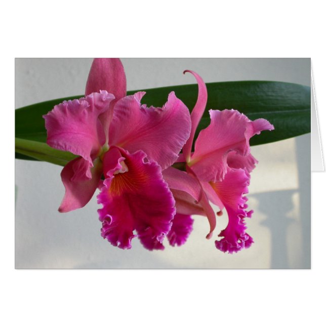Cattleya Orchid (Vorderseite (Horizontal))