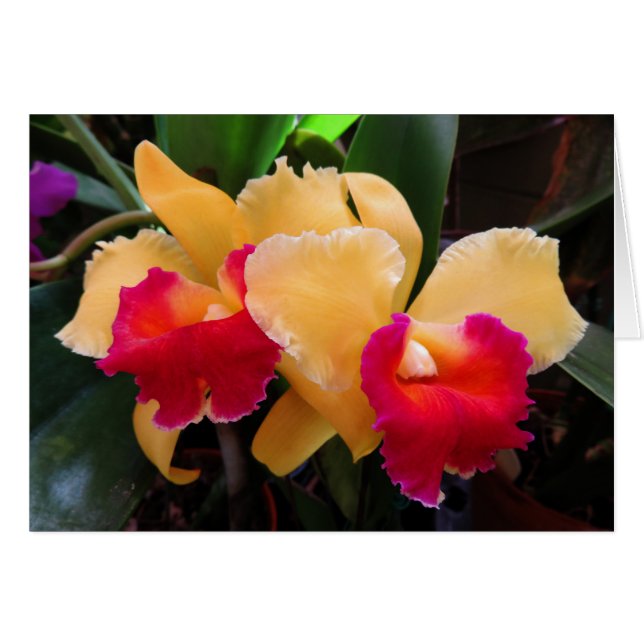 Cattleya Orchid (Vorderseite (Horizontal))