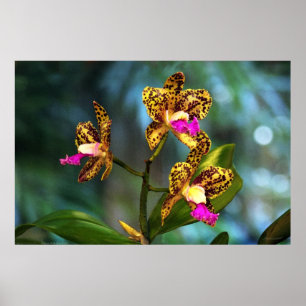 Cattleya Orchid Art Poster -60x40 - oder kleiner