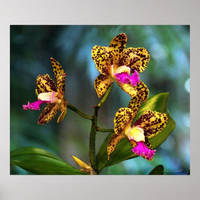 Cattleya Orchid Art Print -24x20 -andere Größen au Poster (Vorne)