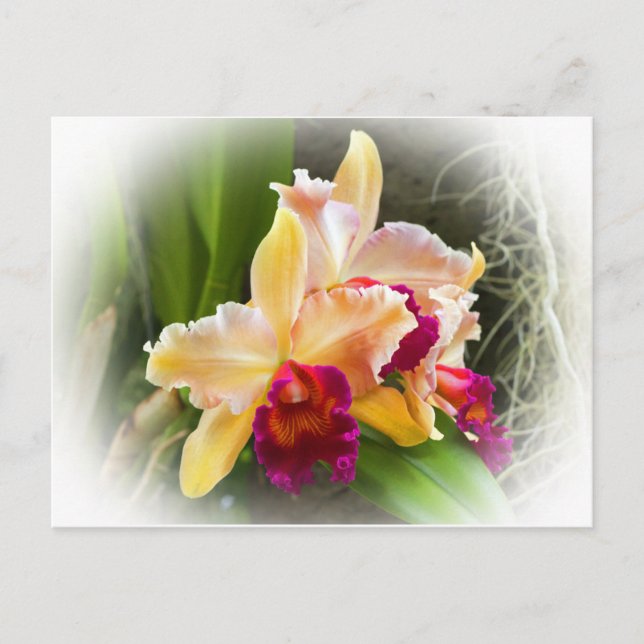 Cattleya Orchid-Blume Postkarte (Vorderseite)