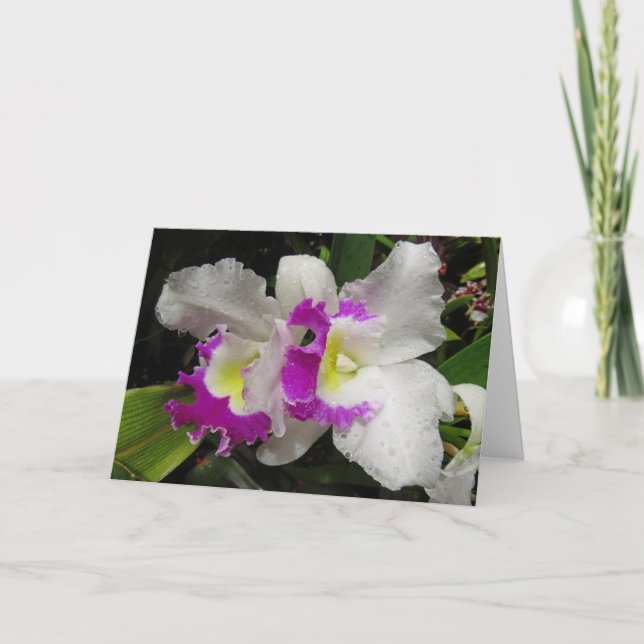 Cattleya Orchid Karte (Vorderseite)