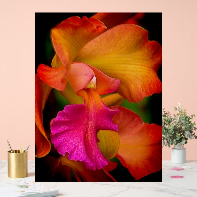 Cattleya Orchid Portrait Acrylschild (Hochzeit)