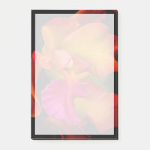 Cattleya Orchid Portrait