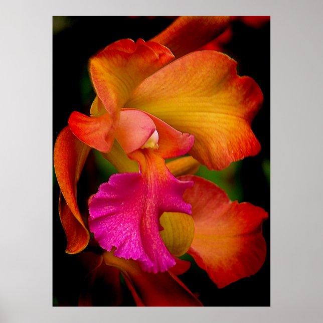 Cattleya Orchid Portrait Poster (Vorne)