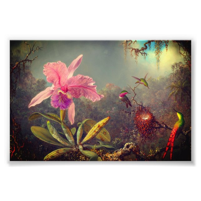 Cattleya Orchid und Three Hummingbirds Heade Fotodruck (Vorne)