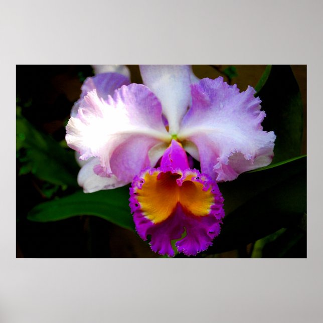 Cattleya Orchid - White/Purple/Yellow Poster (Vorne)
