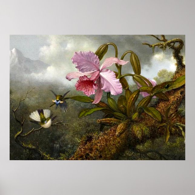 Cattleya Orchid, zwei Hummingbirds und ein Käfer Poster (Vorne)