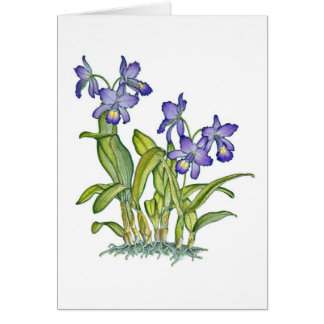Cattleya Orchidee