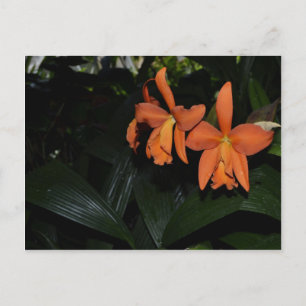 Cattleya Orchids und tropische Pflanze Postkarte