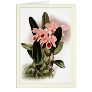 Cattleya percivaliana