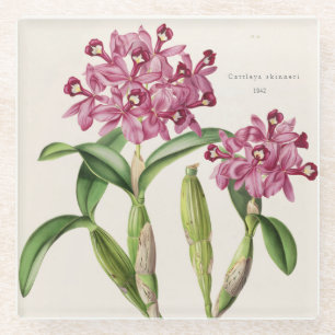 Cattleya skinnera von Bateman Orchid Print Glasuntersetzer