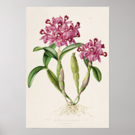 Cattleya skinneri by Bateman Orchid Print Poster