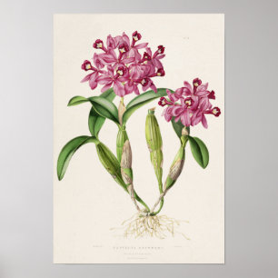 Cattleya skinneri by Bateman Orchid Print Poster