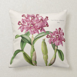 Cattleya skinneri Orchidee botanisches 1842 durch Kissen