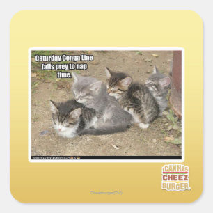 Caturday Conga Line Quadratischer Aufkleber