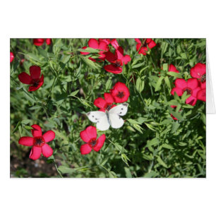 Cauchemar sur Flax