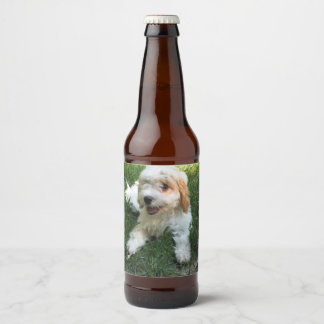 Cavachon-Foto, Hund Bierflaschenetikett