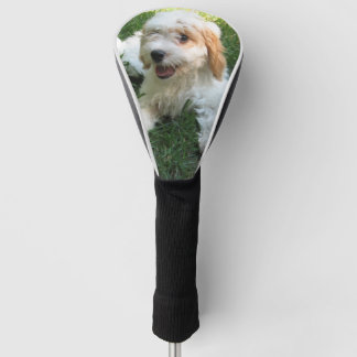 Cavachon-Foto, Hund Golf Headcover
