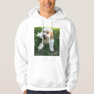 Cavachon-Foto, Hund Hoodie