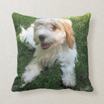 Cavachon Foto Kissen, Hund