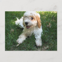 Cavachon Postcard, Fügen Sie Ihr Dog-Foto hinzu Postkarte