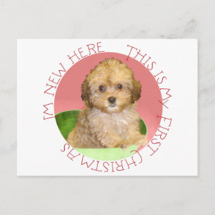 Cavachon Puppy Feiertagspostkarte