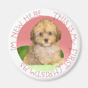 Cavachon Puppy Magnet