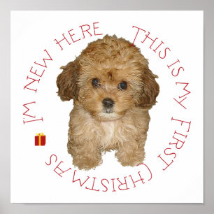 Cavachon Puppy Poster