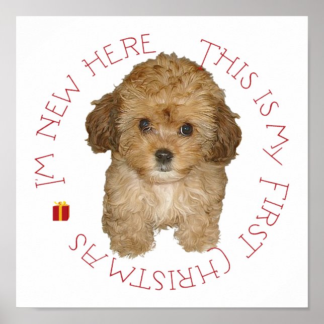 Cavachon Puppy Poster (Vorne)