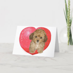 Cavachon Valentine Feiertagskarte