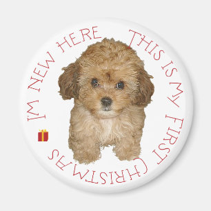 Cavachon Welpe erstes Weihnachten Magnet