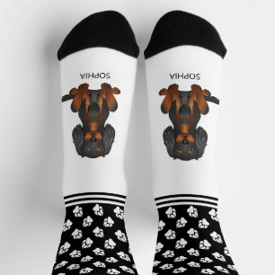 Cavalier Hund mit schwarzer und brauner Fellfarbe, Socken