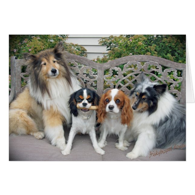 Cavalier King Charles et les Sheltes (Devant horizontal)