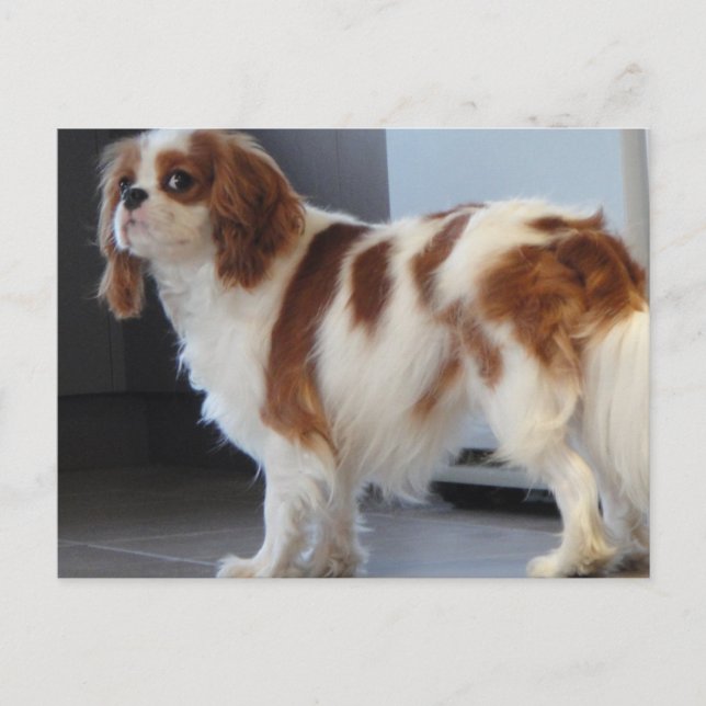 Cavalier King Charles jolie carte postale chien ch (Devant)