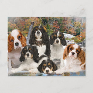 Cavalier King Charles kann nicht nur ein Geschenk Postkarte