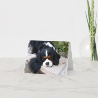 Cavalier King Charles Karte