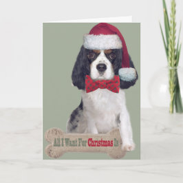 Cavalier King Charles Kisses zu Weihnachten