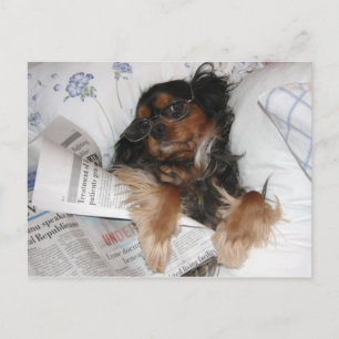 Cavalier King Charles liest Zeitung im Bett Postkarte