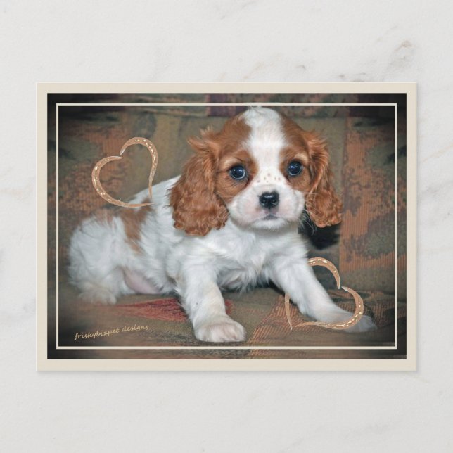 Cavalier King Charles Love Postkarte (Vorderseite)