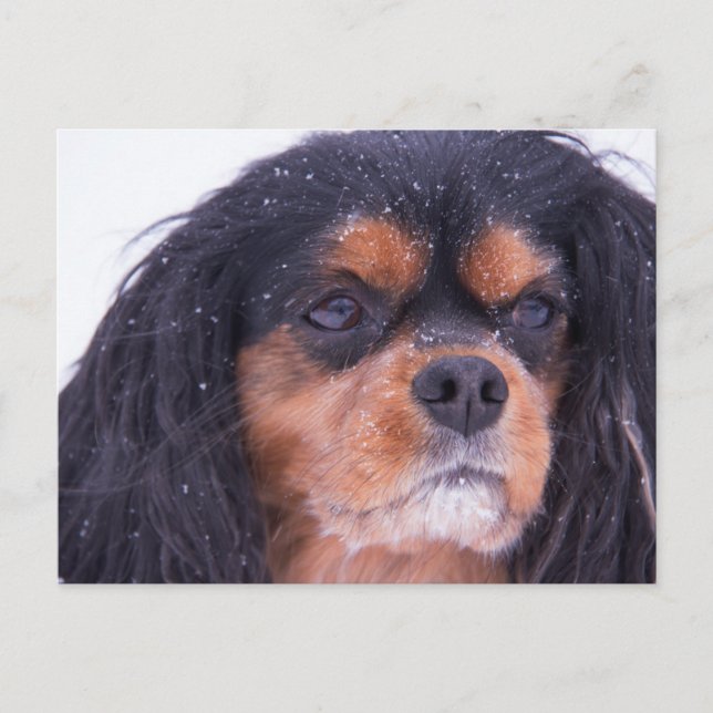 Cavalier King Charles mit Schneeflocken Postcard Postkarte (Vorderseite)
