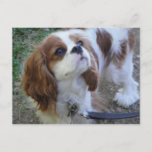 Cavalier King Charles niedlicher Welpenhund Postka Postkarte