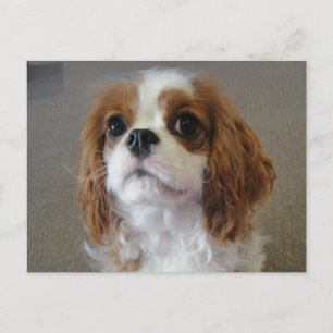 Cavalier King Charles niedlicher Welpenhund Postka Postkarte
