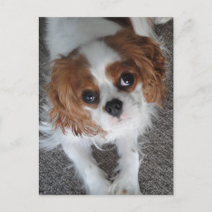 Cavalier King Charles niedlicher Welpenhund Postka Postkarte