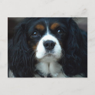 Cavalier King Charles Postcard Postkarte