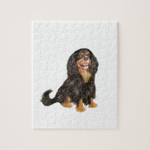 Cavalier King Charles (R) - Black and tan.png