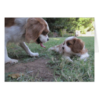 Cavalier King Charles Secourt