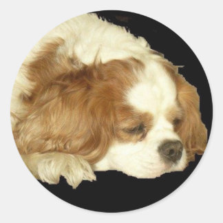 CAVALIER KING CHARLES SLEEPING RUNDER AUFKLEBER