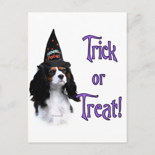 Cavalier King Charles Spanel Trick Postkarte
